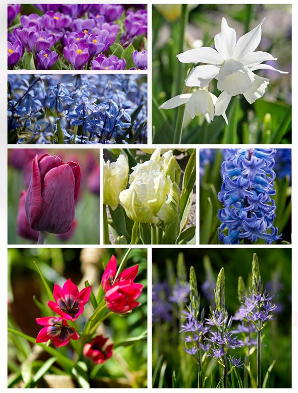 Biologische Blumenzwiebeln lila | Bloombol
