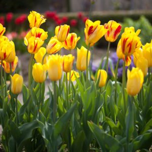 tulpenbollen-kopen