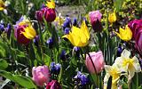 Field Flowers