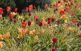 Bloembollen planten maar geen plek in de tuin, wat nu