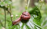 snails in dahlias: effective tips for snail control in dahlias