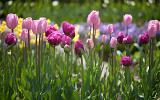 tulpen, de parels van jouw voorjaarstuin