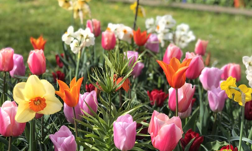 Een festival aan bloemen