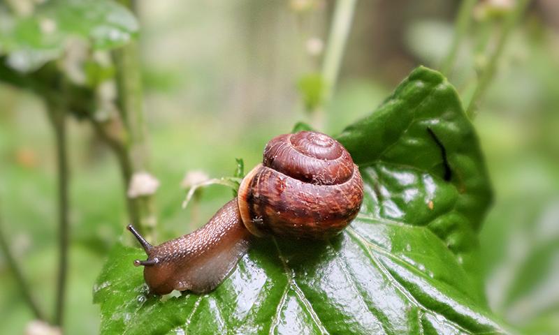 snails in dahlias: effective tips for snail control in dahlias