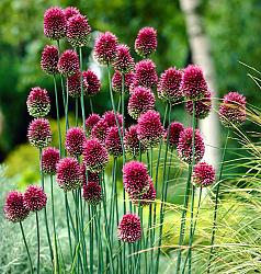 Allium Sphaerocephalon