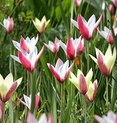 Tulipa Clusiana mix