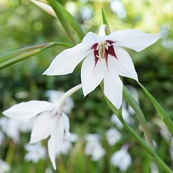 Gladiolus callianthus 