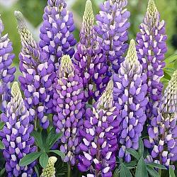 Lupin blue