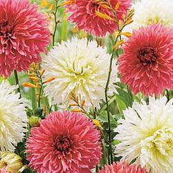 Dahlia Cupido Friends