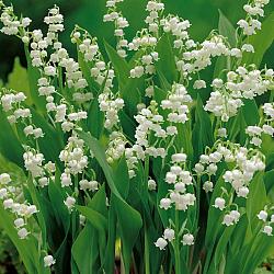 Lelietje van dalen (Convallaria majalis)