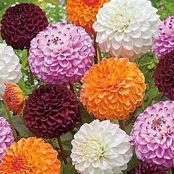 Dahlia pompon mix
