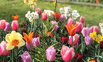 Een festival aan bloemen