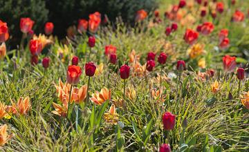 Bloembollen planten maar geen plek in de tuin, wat nu