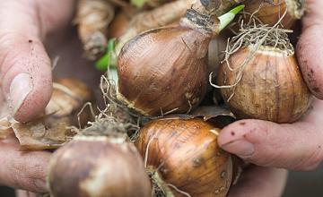 dix avantages des bulbes à fleurs