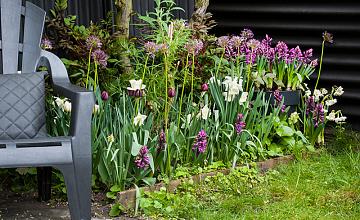 bloembollen combineren: het geheim van de tuinontwerper