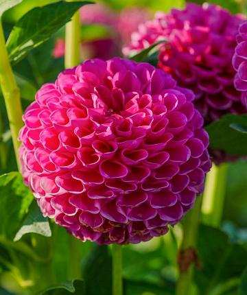 Dahlia Jowey Frambo