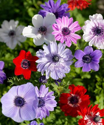 Anemonen bollen mix 