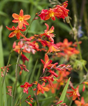 Crocosmia mix