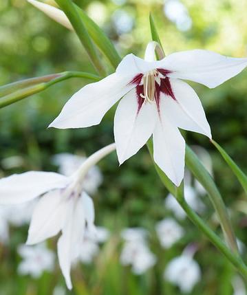 Gladiolus Callianthus