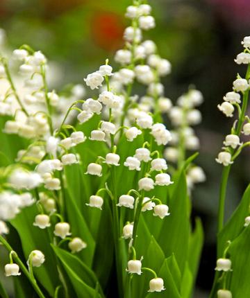 Lily of the valley (Convallaria majalis) 