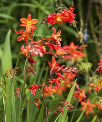 Summer bulbs discount