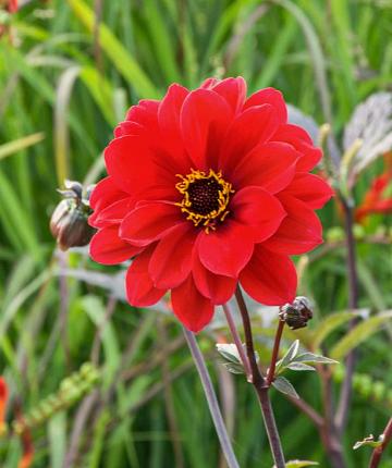 Dahlia Bishop of Llandaff