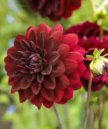 Dahlia Arabian Night