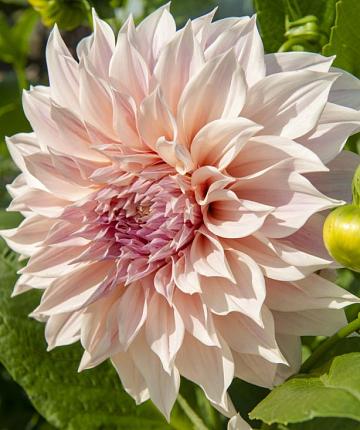 Dahlia café au lait