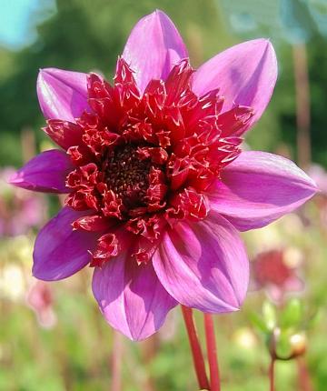 Dahlia Blue Bayou