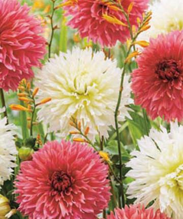 Dahlia Cupido Friends