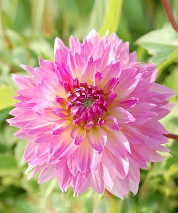 Dahlia Sakura Fubuki