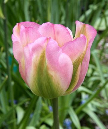 Tulipa Groenland