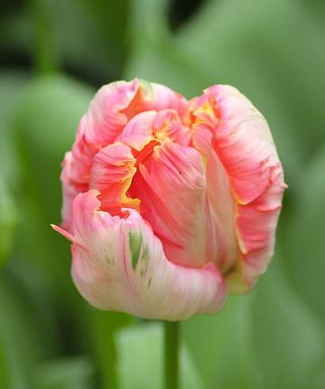 Tulipa Apricot Parrot