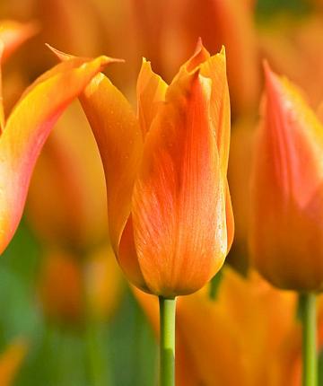 Tulipa Ballerina