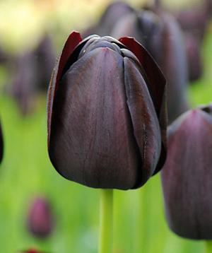 Tulpe Queen of the Night