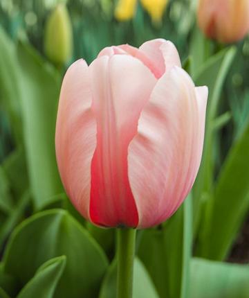 Tulipa Salmon Impression