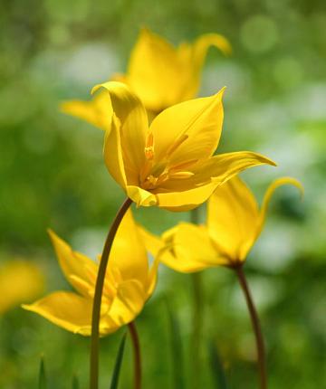 Tulipa Sylvestris