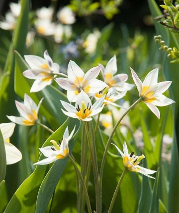 Tulipa turkestanica