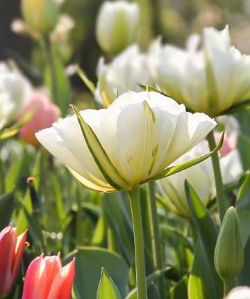 Tulipa White Valley