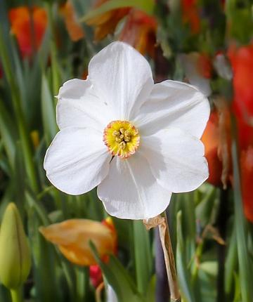 Narcissus recurvus