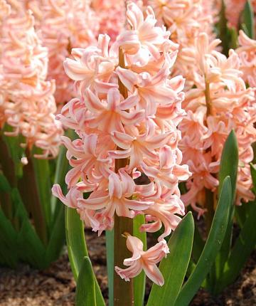 Hyacinthus Gipsy Queen