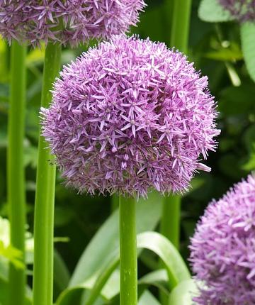 Allium Globemaster