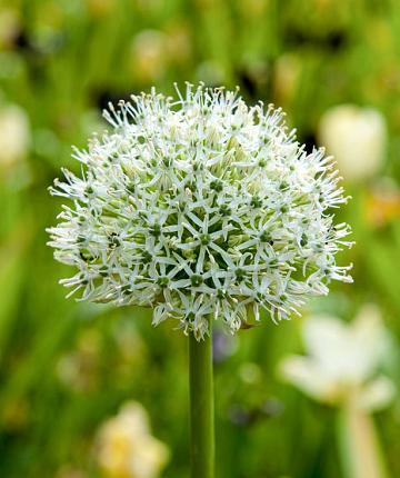 Allium Mount Everest