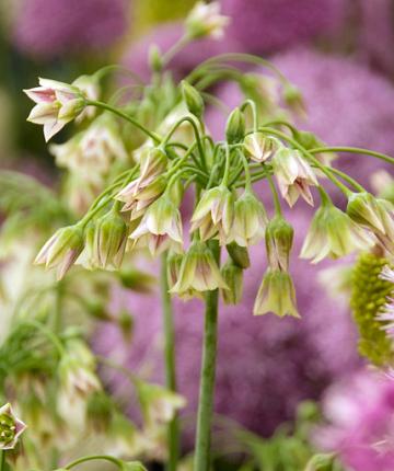 Allium Nectaroscordum