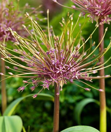 Allium schubertii