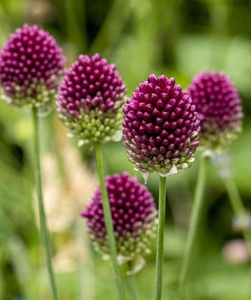 Allium sphaerocephalon