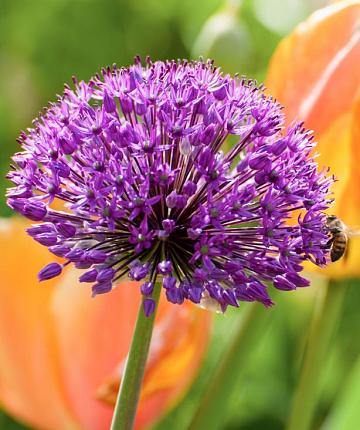 Allium Purple Sensation