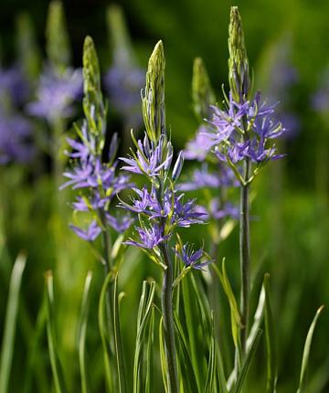 Camassia leichtlinii Caerulea