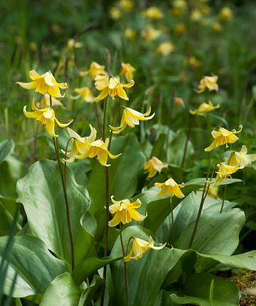 Erythronium Pagoda 