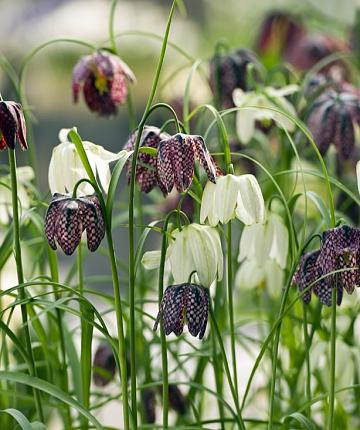 Fritillaria Meleagris 